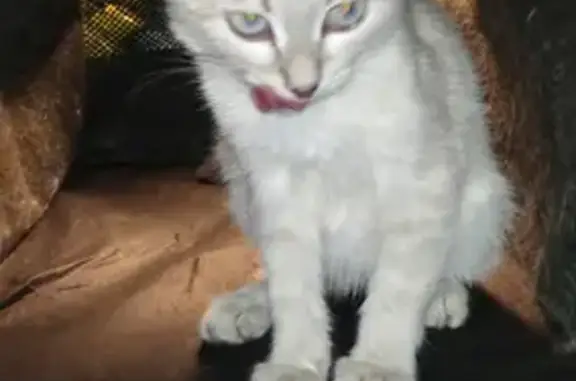 Найдена кошка Белая с серой дымкой на Ленинградской улице