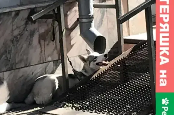 Найденные животные Томск, фото: Найдена хаски на улице Фрунзе 224, Томск