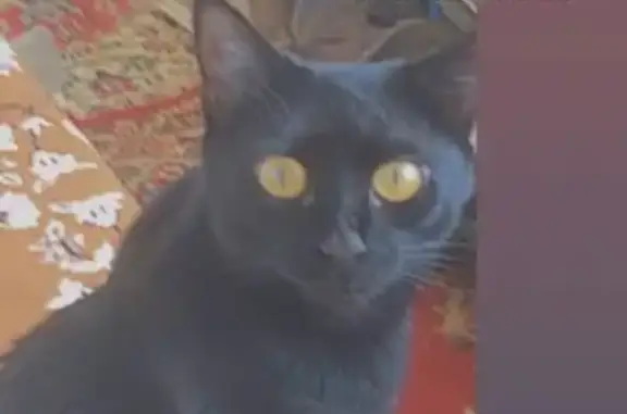 Кошки потеряшки, Набережные Челны, фото: Потеряшка кошка Мия, дом 48/11, Набережные Челны