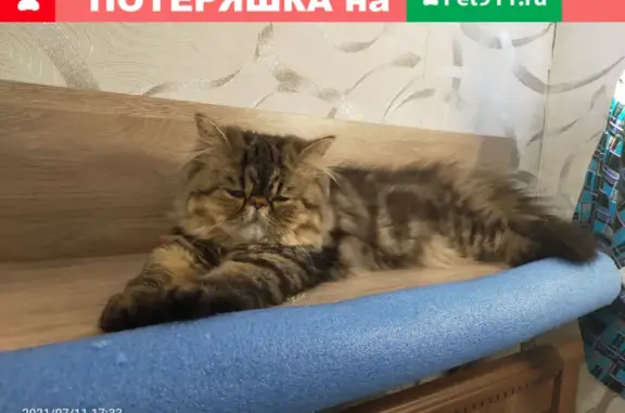 Пропала кошка на ул. Расковой 5, Москва