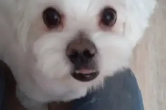 Собаки потеряшки, Нижний Новгород, фото: Потеряшка пёс Филя в районе ост. Кужутки, белый окрас, тату на ухе.