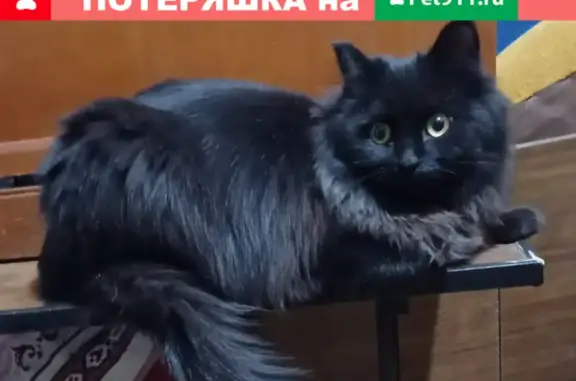 Пропала кошка Сёма на Перспективной, Благовещенск, Россия.