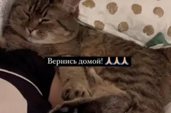 Пропала кошка Мики на Ломоносовском проспекте 34, Москва