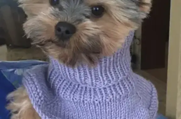 Собаки потеряшки, Москва, фото: Потеряшка йоркширский терьер в Нерощино, Московская обл.