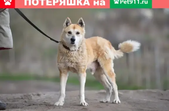 Собака найдена на ул. Менделеева, Валдай, Новгородская область