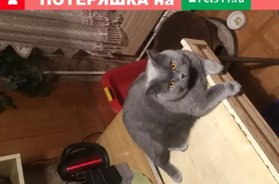 Пропала стерилизованная кошка в Москве: вознаграждение гарантировано!