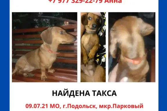 Найдена собака с ошейником на пл. Ленина, Подольск