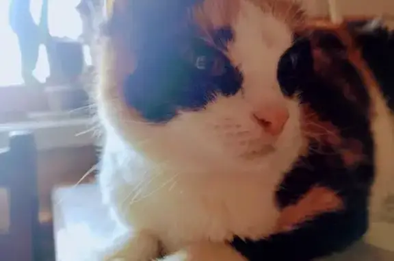 Кошки потеряшки, Казань, фото: Потеряшка кошка на Sheinkman street, Kazan