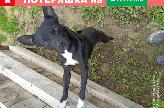 Найдена собака в Курсаково, Бутырки