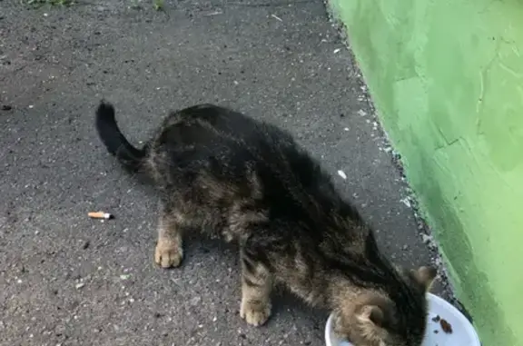 Найдена кошка возле дома на ул. Маяковского, 22