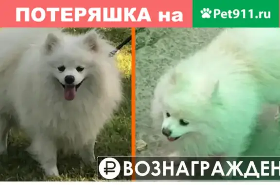 Собаки потеряшки, Москва, фото: Потеряшка собака в Липецкой области, район Мосрентген