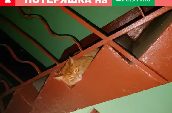 Пропала кошка на пр. Маршала Блюхера, СПб
