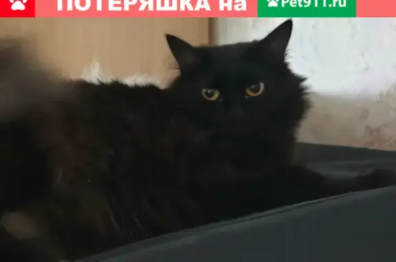 Пропала черная кошка в Домодедово, Московская обл.