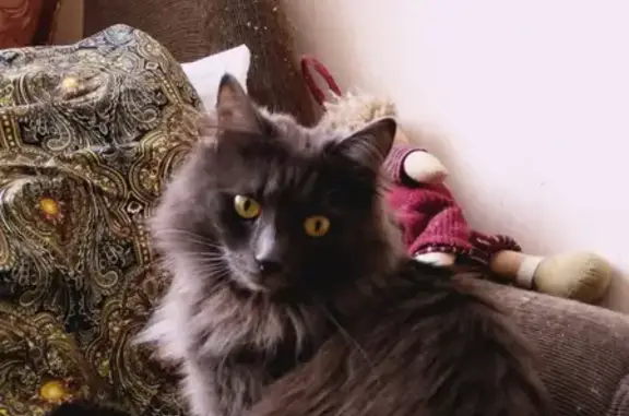 Пропала кошка Масяня по адресу в Москве