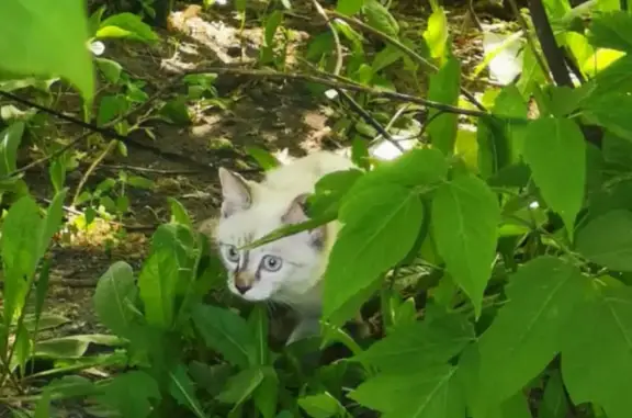 Кошки потеряшки, Новосибирск, фото: Потеряшка кошка Марсик, 58 к1 ул. Мира, Новосибирск