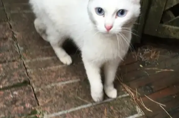 Найдена белая кошка на Советском проспекте