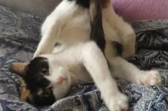 Потерянные животные Благовещенск, фото: Пропала кошка на Красноармейской 219