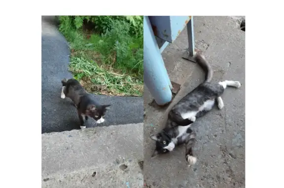 Найдена кошка, адрес: ул. Джамбула 65, Ижевск
