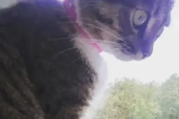 Кошки потеряшки, Уфа, фото: Потеряшка кошка с ошейником: 23 ул. Р. Нуреев, Уфа