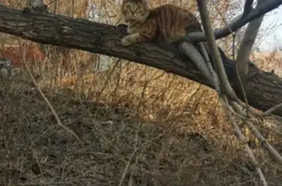 Кошки потеряшки, Уфа, фото: Потеряшка кошка на Крестьянской улице в Уфе.