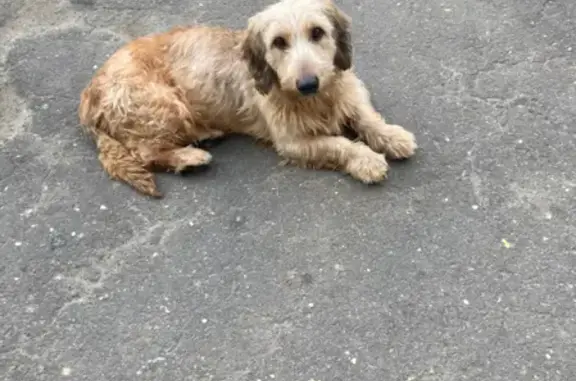 Найдена рыжая собака в Москве, ищет новый дом.