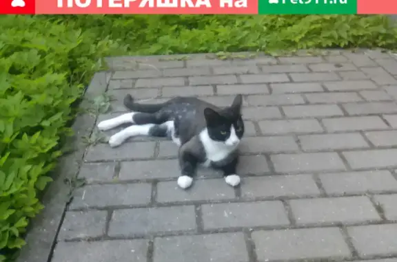 Найдена кошка с швами, Наро-Фоминский район, Апрелевка.