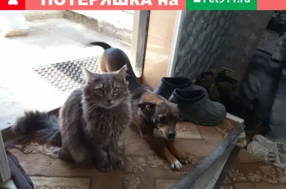 Кошки потеряшки, , фото: Потеряшка кот Элвис на усадьбе в Черноморском районе Крыма