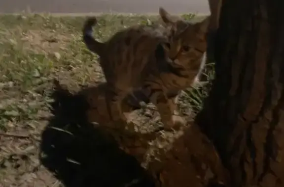 Пропала домашняя кошка в районе Коптево, ул. Лихоборские Бугры, д.6