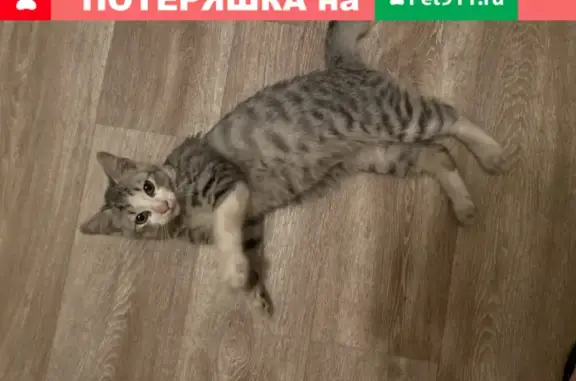 Найдена кошка с коротким хвостом на Кузнецовской, д. 30