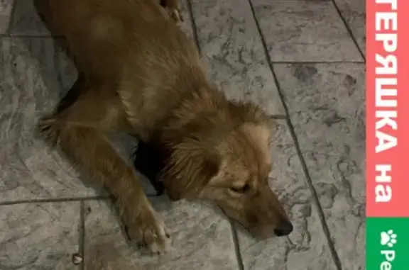 Найдена собака на Набережной