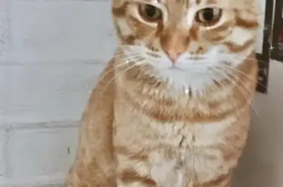 Кошки потеряшки, Санкт-Петербург, фото: Потеряшка кошка из окна на Лётчика Лихолетова 14/2