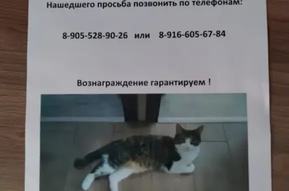 Пропала кошка Люся в Бирюлёво, Школа №947