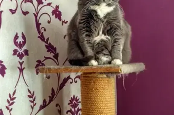 Кошки потеряшки, Казань, фото: Потеряшка кошка Сима в районе ул. Фукса и Карла Маркса, вознаграждение.