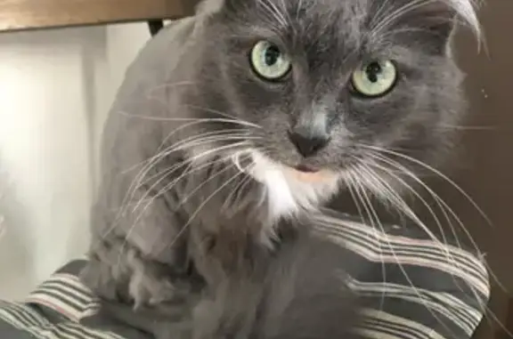 Кошки потеряшки, Анапа, фото: Потеряшка кошка по адресу Анапский тупик, Джемете