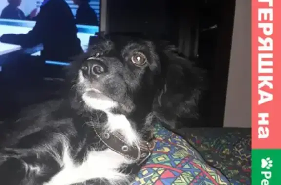 Собаки потеряшки, Тамбов, фото: Потеряшка собака на ул. Карбышева, г. Тамбов - вознаграждение