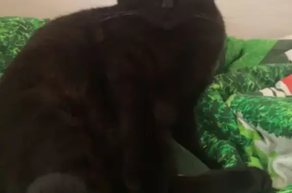 Потерянные животные Тула, фото: Пропала кошка Снежок на Одоевском шоссе