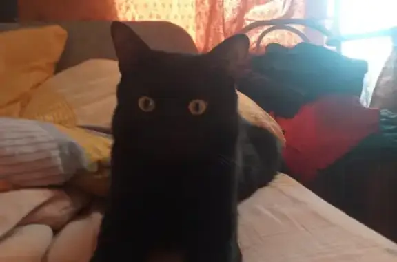 Кошки потеряшки, Санкт-Петербург, фото: Потеряшка кошка на ул. Лётчика Пилютова 40к1, Санкт-Петербург