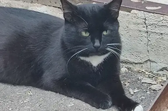 Найдена черная беременная кошка на Хотьковском проезде 9
