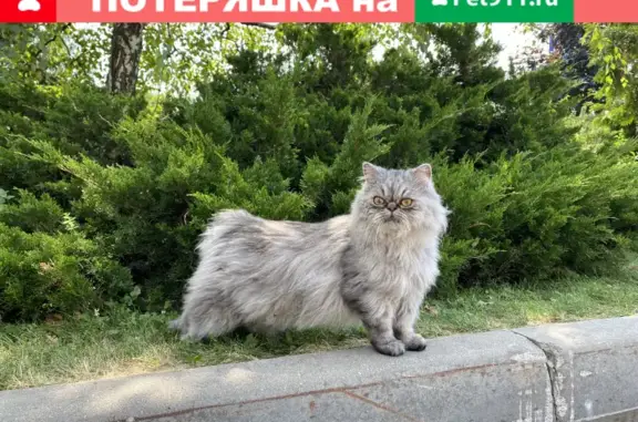 Найден кот на Краснопресненской набережной