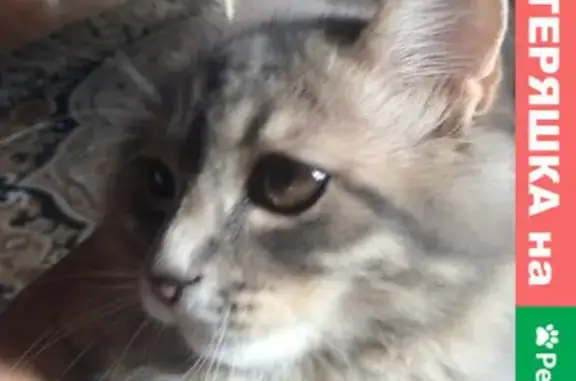 Кошки потеряшки, Пенза, фото: Потеряшка кот Том в Терновке, Пензенская область