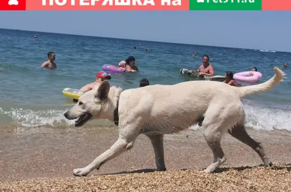 Потерялась белая собака на пляже Учкуевка