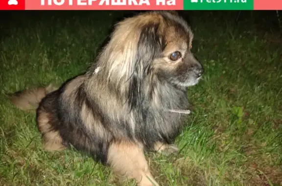 Собака найдена на Луговой ул. в Белкино, Обнинск.