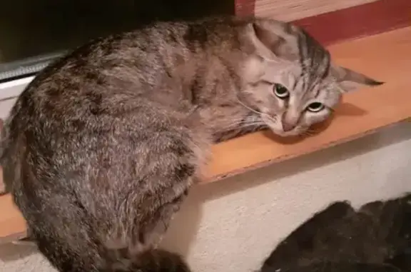 Пропала кошка Робин по адресу ул. Кржижановского, 23, корпус 4.