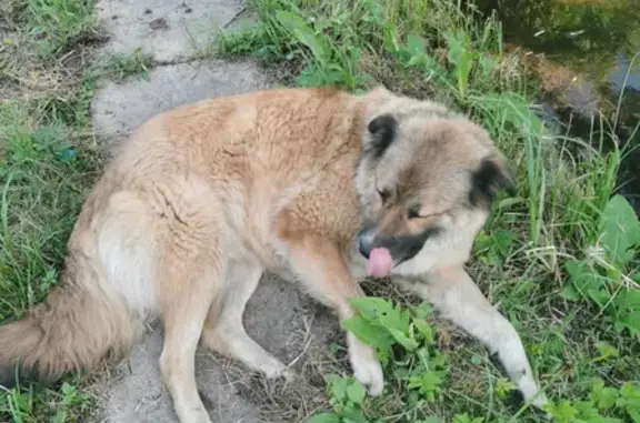 Найдена ласковая собака в СНТ Нива, Малоярославец
