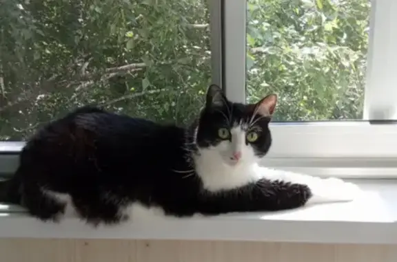 Потерянные животные Самара, фото: Пропала кошка Кузя на ул. Мичурина, г. Самара