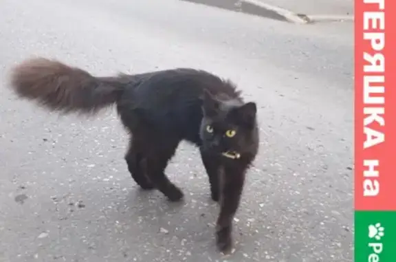 Найдена кошка на Штурманской улице, Внуково