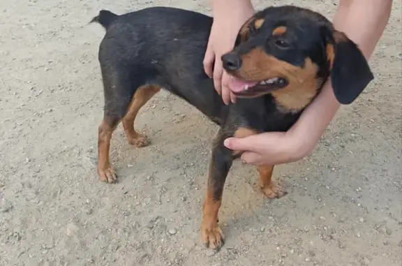 Найдена домашняя собака на улице Кореновская, Краснодар