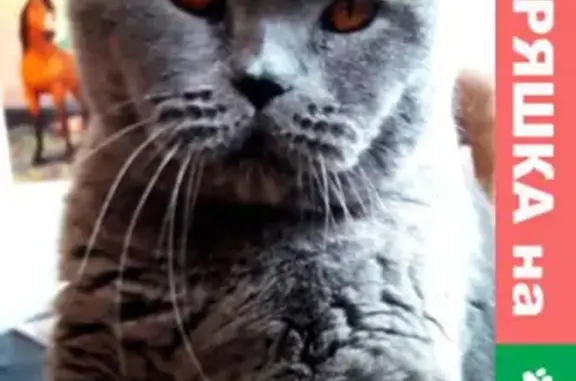 Кошки потеряшки, Санкт-Петербург, фото: Потеряшка кот Британец в Шепелёво, Ленинградская обл.