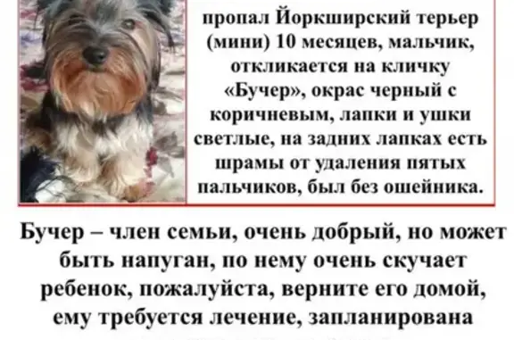 Пропала собака в Домодедово, СНТ 