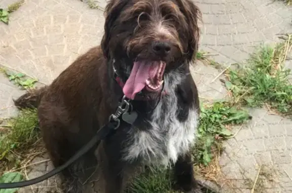 Найдена собака в Заокском районе, Тульская область